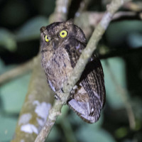 Seychelles Scops-Owl